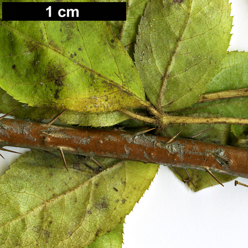 High resolution image: Family: Araliaceae - Genus: Eleutherococcus - Taxon: senticosus